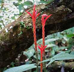 Tropical Flower