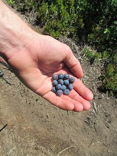 blueberries were great below Little Giant Pass
