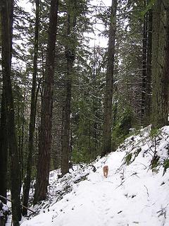 Much less snow on trail and trees on south facing slope