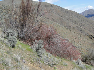 A semi wooded area on Yakima Skyline trail. This would turn out to be the horse drinking spring.