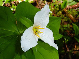 trillium on Suiattle River Trail