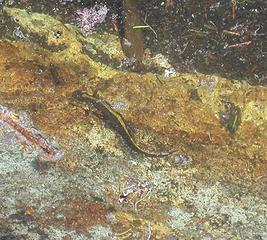Long-Toed-Salamander-1