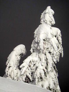 cold tree