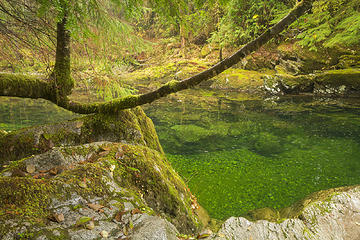 Carmanah Valley, Vancouver Island