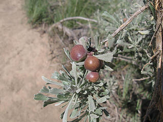 Sage berries