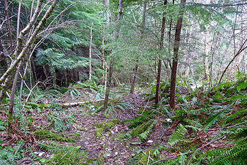 End of the road. At first I thought there was a trail here, but it didn't continue