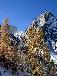 Larches in front of Dragontail in the Enchantments near Aasguard Pass