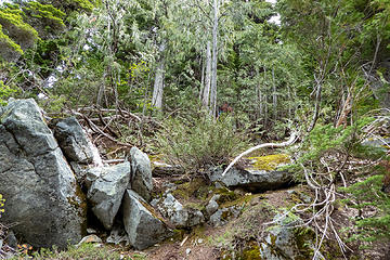 The last 150' of the ridge entered some scrubby trees and brush. It was steeper than the rest, but not exposed.