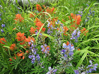 Wildflowers