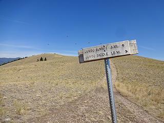 Almost to the top. Note the hornets buzzing around the sign. There is a nest at the base of the post.