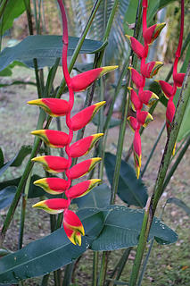 Heliconia