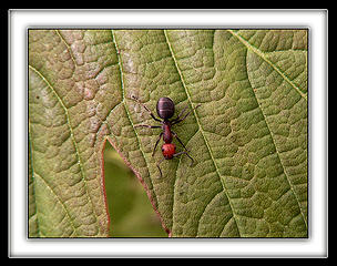 Ant Onda Leaf 2, 5.12.08.