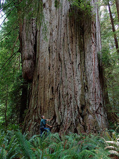 Redwood tree in the forest