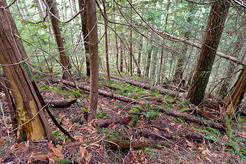 Heading down the steep ridge through open forest to intersect with the Mailbox trail