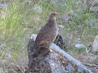 Sooty grouse