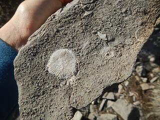 excellent fossils