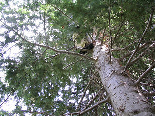 MountainMan is MonkeyMan (scouting our route from high in a tree)