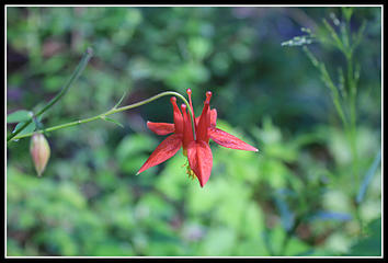 Columbine