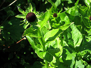 Rudbeckia growing on Nine Mile Ridge in the N. Fk Umatilla Wilderness.