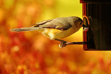 15- Tufted Titmouse