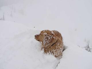 Snow mole - there seems to be a theme!