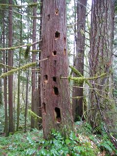 Woodpecker Housing