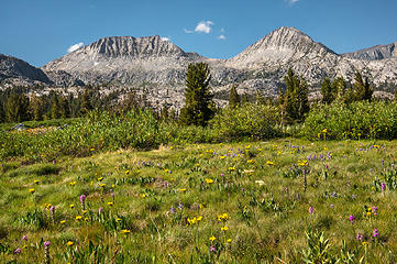 More wildflowers near Davis Lake