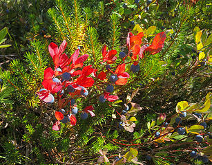 blueberries !! red leaves! yellow larches are not far behind.