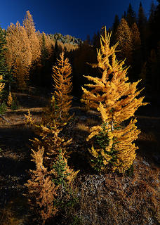 Larch in the Entiat