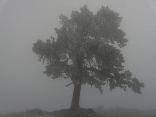 Lone ponderosa pine in the fog