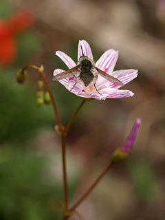 Bug On Flower