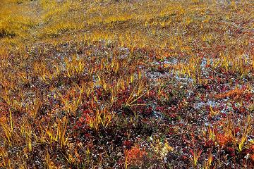 colorful meadow grass