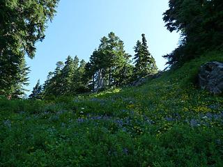 Oodles of flowers heading up to Ridge from Lillian