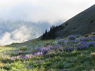 And some beautiful Lupine