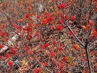 mountain ash berries