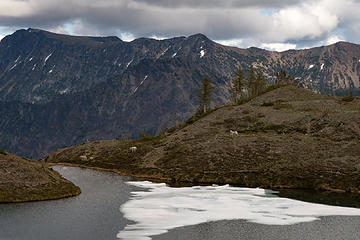 Goats at Lake Edna