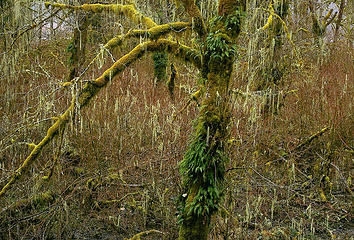 Busy big leafed maple