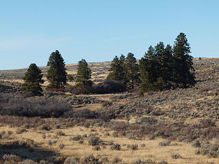 Section of trees where a sliver of Duffy Creek runs through.