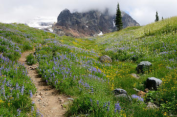 Wonderland Trail on Emerald Ridge in Mt Rainier National Park