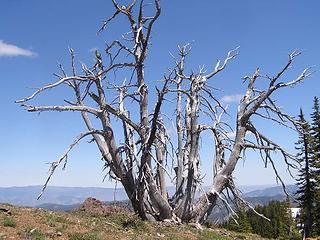 Silver trees just off of the summit