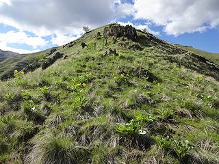 Balsamroot and other flowers are showing on the ridge.