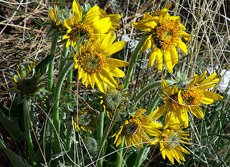 Balsamroot and Bee