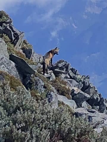 Cascade Red Fox.