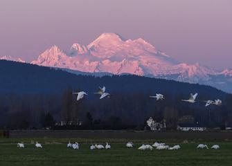 Trumpeters and Mt Baker alpenglow