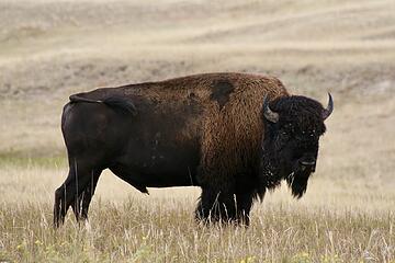 Bison