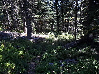 Typical trail between meadows.  The trail is reasonably visible in the daylight.
