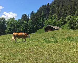 Grindelwald 6/2/18