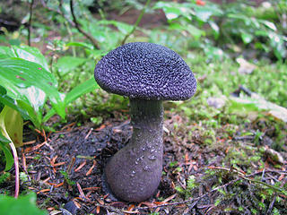 Purple Fungus