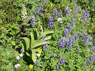 Flowers above Glacier Basin.