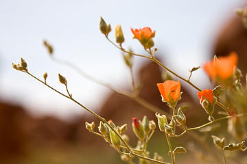 Globemallow